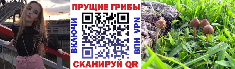 Псилоцибиновые грибы MAGIC MUSHROOMS Мариинск